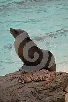 Californian Sealion