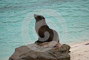 Californian Sealion