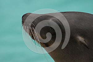 Californian Sealion