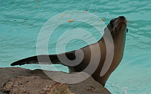 Californian Sealion