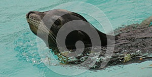 Californian Sealion