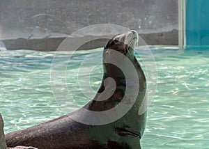 Californian Sealion