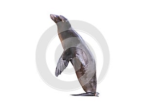 californian sealion isolated on white background