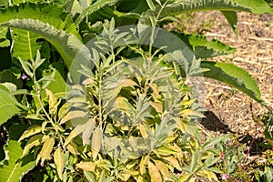 Californian white sage or Salvia Apiana plant in Zurich in Switzerland photo