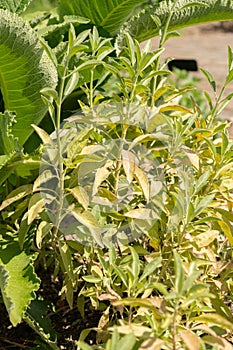 Californian white sage or Salvia Apiana plant in Zurich in Switzerland photo