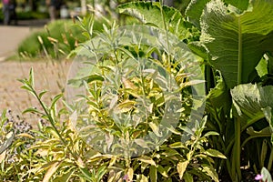 Californian white sage or Salvia Apiana plant in Zurich in Switzerland photo