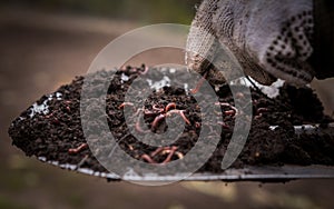 Californian worm doing fertilizer.