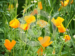 Californian yelow poppies in nature reserve field