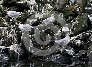 Californische Kuifstern, Elegant Tern, Thalasseus elegans