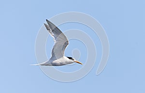 Californische Kuifstern, Elegant Tern, Thalasseus elegans