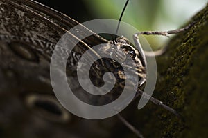 Caligo atreus Lepidoptera (Butterfly) photo