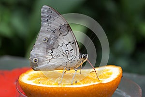 Caligo atreus sucks nectar from orange