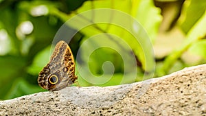 Caligo beltrao, A small butterfly with colorful wings sits on the stone