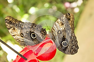 Caligo butterfly family of the Nymphalidae known as owl butterfly