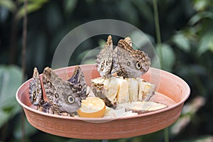 Caligo Eurilochus butterfly on a feeding plate