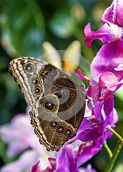 Caligo Eurilochus butterfly on a flower