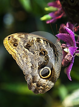 Caligo Eurilochus butterfly on a flower