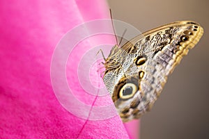 Caligo Eurilochus butterfly on a pink shirt