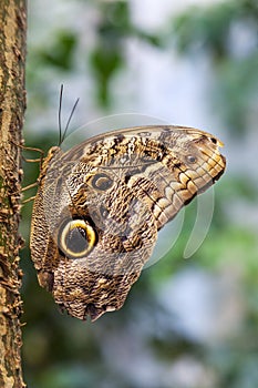 Caligo Eurilochus butterfly on a tree trunk