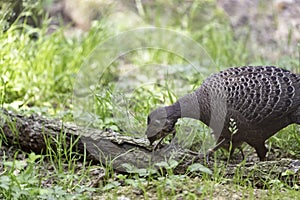 Caligo eurilochus, the forest giant owl,