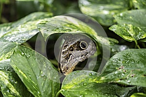 Caligo eurilochus, the forest giant owl,