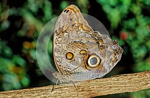 Caligo eurilochus, the forest giant owl,