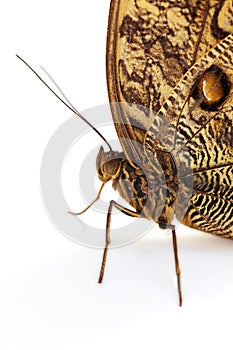 Owl Butterfly
