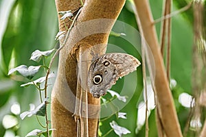 Caligo oedipus  butterfly