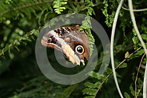 Caligo or Owl Butterfly photo