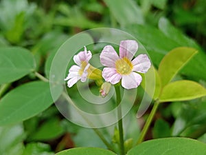 Calincing flower, a plant that can be used as medicine