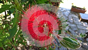 Calistemo. Red flower