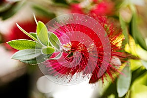 Calistemon flower macro flower background high quality