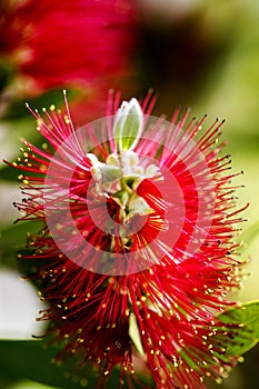 Calistemon flower macro flower background high quality