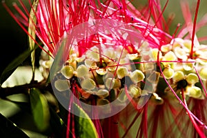 Calistemon flower macro flower background high quality