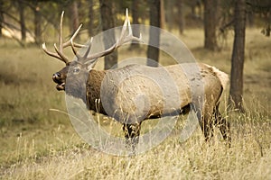 Call of a big Elk
