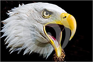 Call of the American Bald Eagle