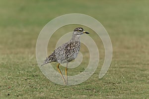 They call me spotted dikkop or Cape thick knee