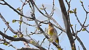 the call of Oriental Greenfinch