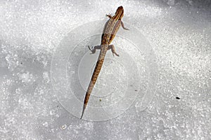 Call of spring. Pregnant lizard wakes up and crosses snowy surface