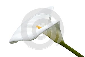 Calla