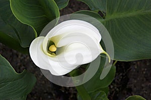 Calla