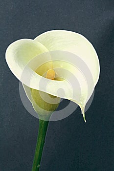 Calla