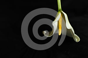 Calla on a black background