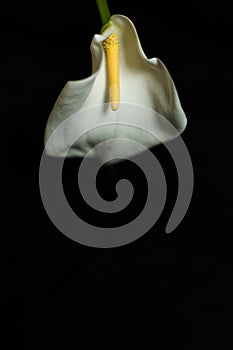 Calla on a black background