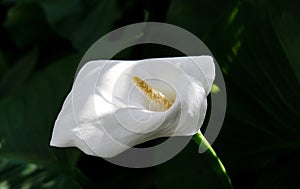 Calla flower on background of dark green leaves with sun glare. Natural background. Selective focus