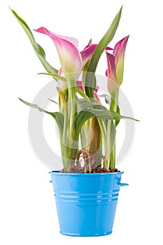 Calla flower in blue pot