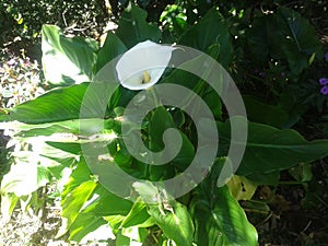 Calla Flower, Bosque de la Hoja, Heredia, Costa Rica. photo