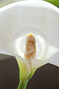 Calla flower