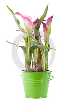 Calla flower in green pot