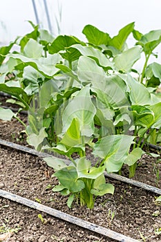 Calla flower leaf greenhouse
